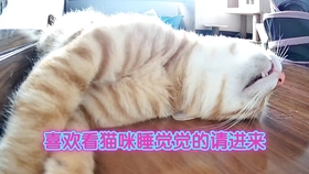 叶珂眼中的北方方言，如何适应北方方言的详细指南