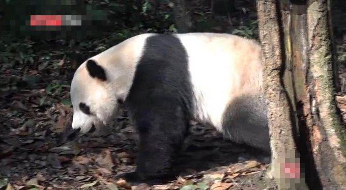 『小红书』分享，大熊猫树上彻夜思考，探寻熊生意义
