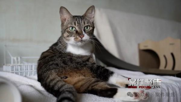 猫患引发纠纷，居民养猫致楼道恶臭引发法律诉讼