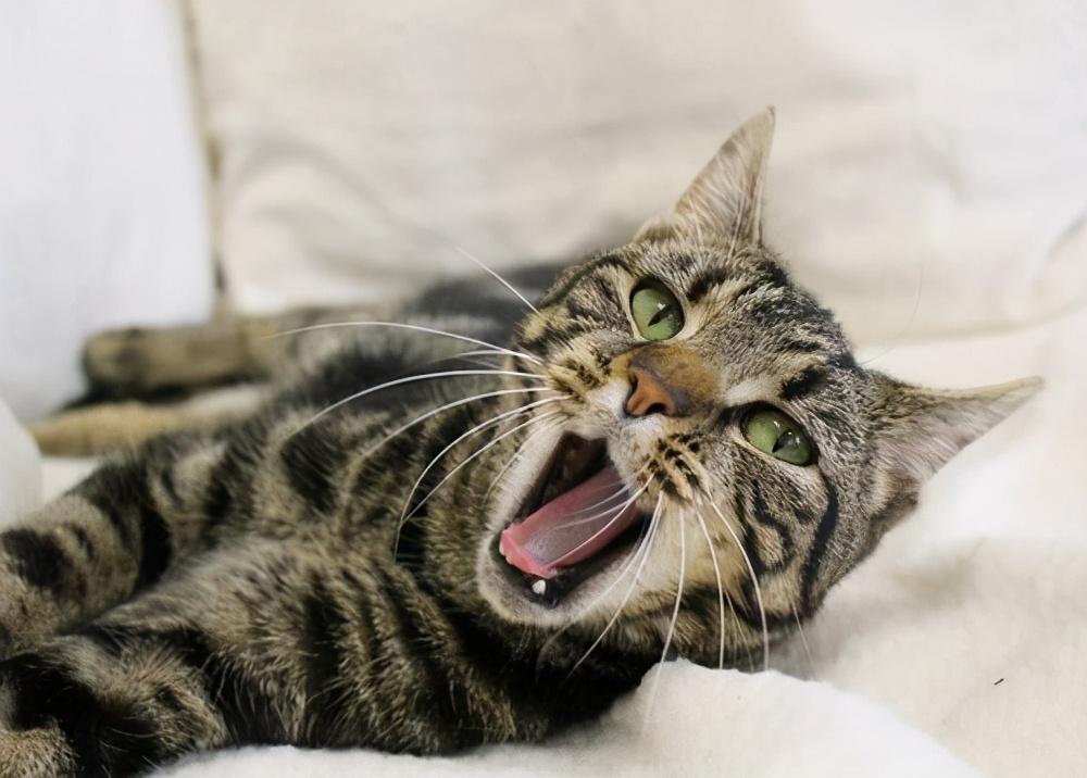 猫患引发邻里纷争，多猫楼道恶臭引发法律诉讼，探讨猫缘背后的责任与陪伴之道