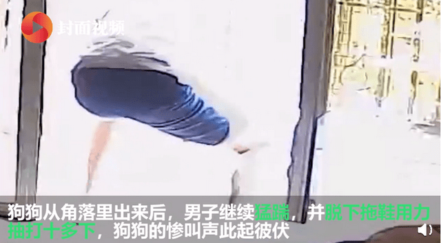 高校保安打死幼犬事件引发关注，主人发声引深思