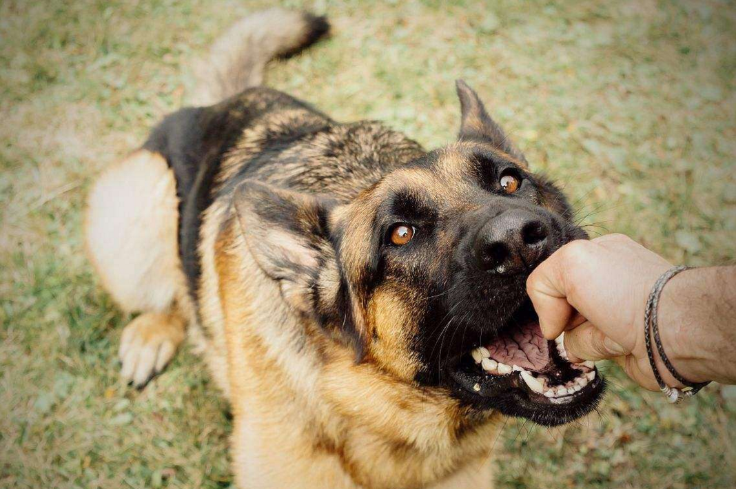 高校保安打死幼犬事件引发关注，主人发声，寻求内心平静的旅程