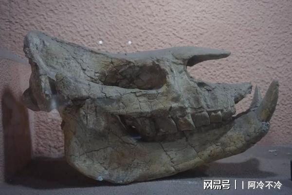 大连发现完整犀牛头骨化石，探寻自然美景之旅启程了