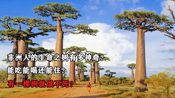 奥林匹克中心区点亮生命之树，光影盛宴的象征意义