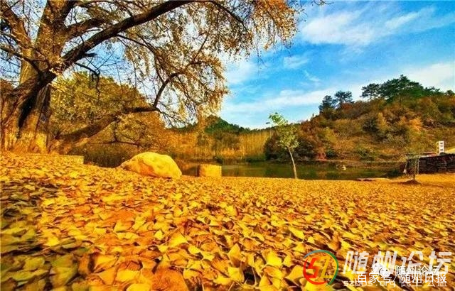 赏秋游，金秋浪漫邂逅之旅，热度持续升温！