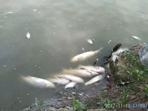 湖南鱼塘鱼群死亡事件，人为毒杀引发关注热议