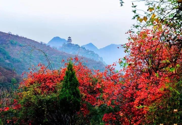 全国赏红叶地图出炉，解读秋色盛宴的攻略与指南