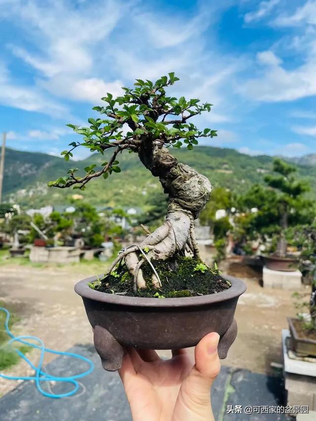 最新盆景，微缩的自然与不断进化的励志力量