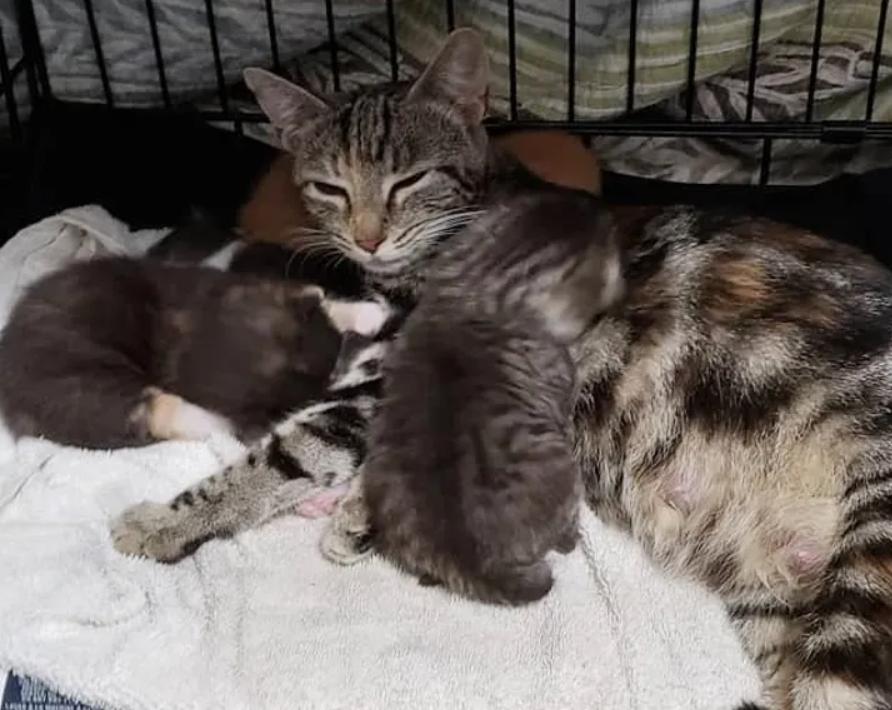 猫咪后院最新版游戏解析，特色与亮点揭秘