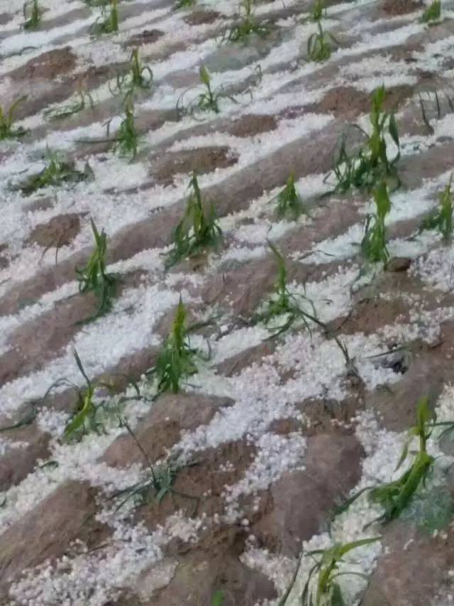甘肃冰雹灾害最新动态，影响及应对措施