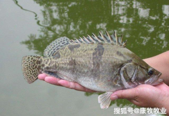 鳜鱼养殖新技术揭秘与小巷特色小店探秘