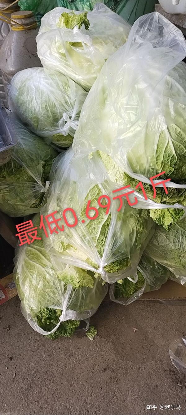 大白菜最新批发价格，市场走势、影响因素分析与价格动态揭秘