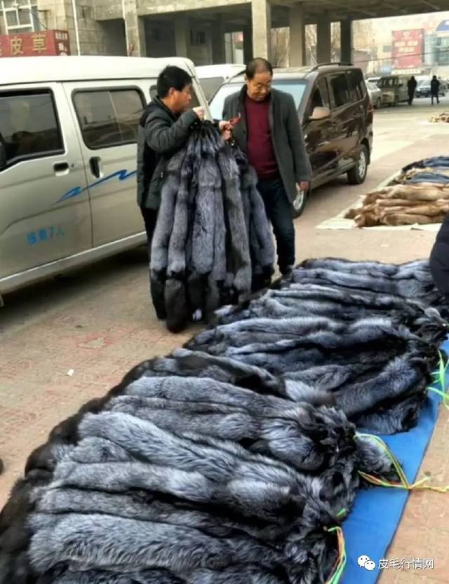 貉子最新价格揭秘，市场行情一网打尽！