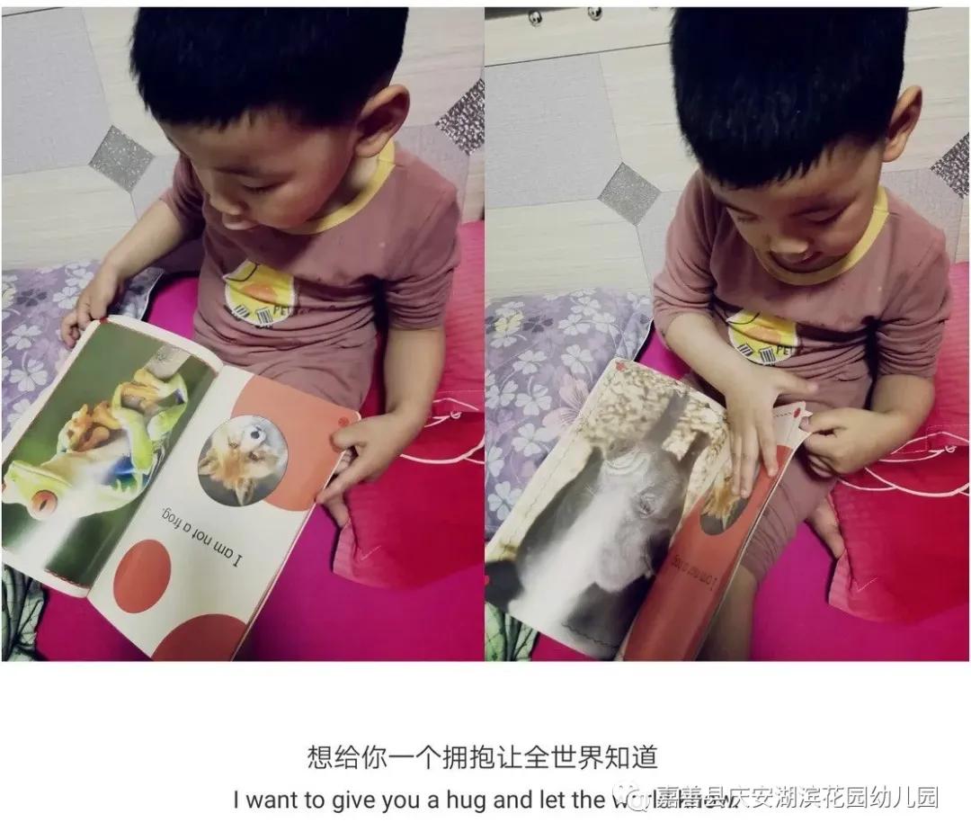 金银猫最新动态揭秘，猫界小达人的精彩日常