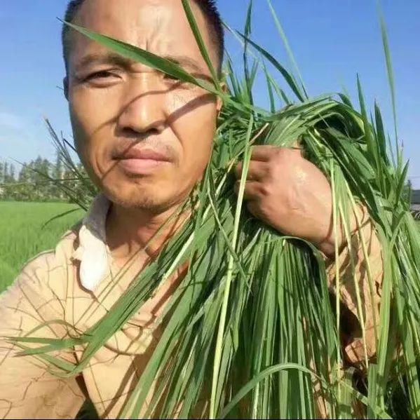 最新玉米品种，种植希望之田的未来之选
