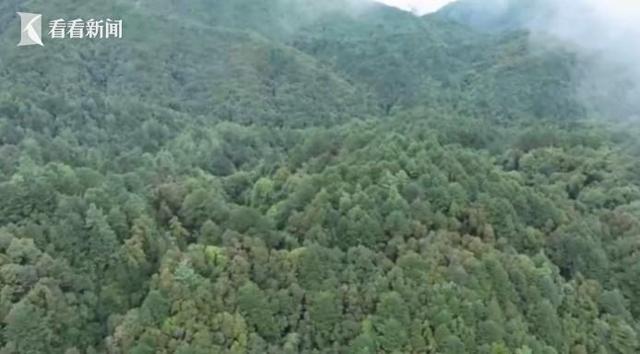 哀牢山发现神秘鸟类，揭示变化、学习与自信的力量