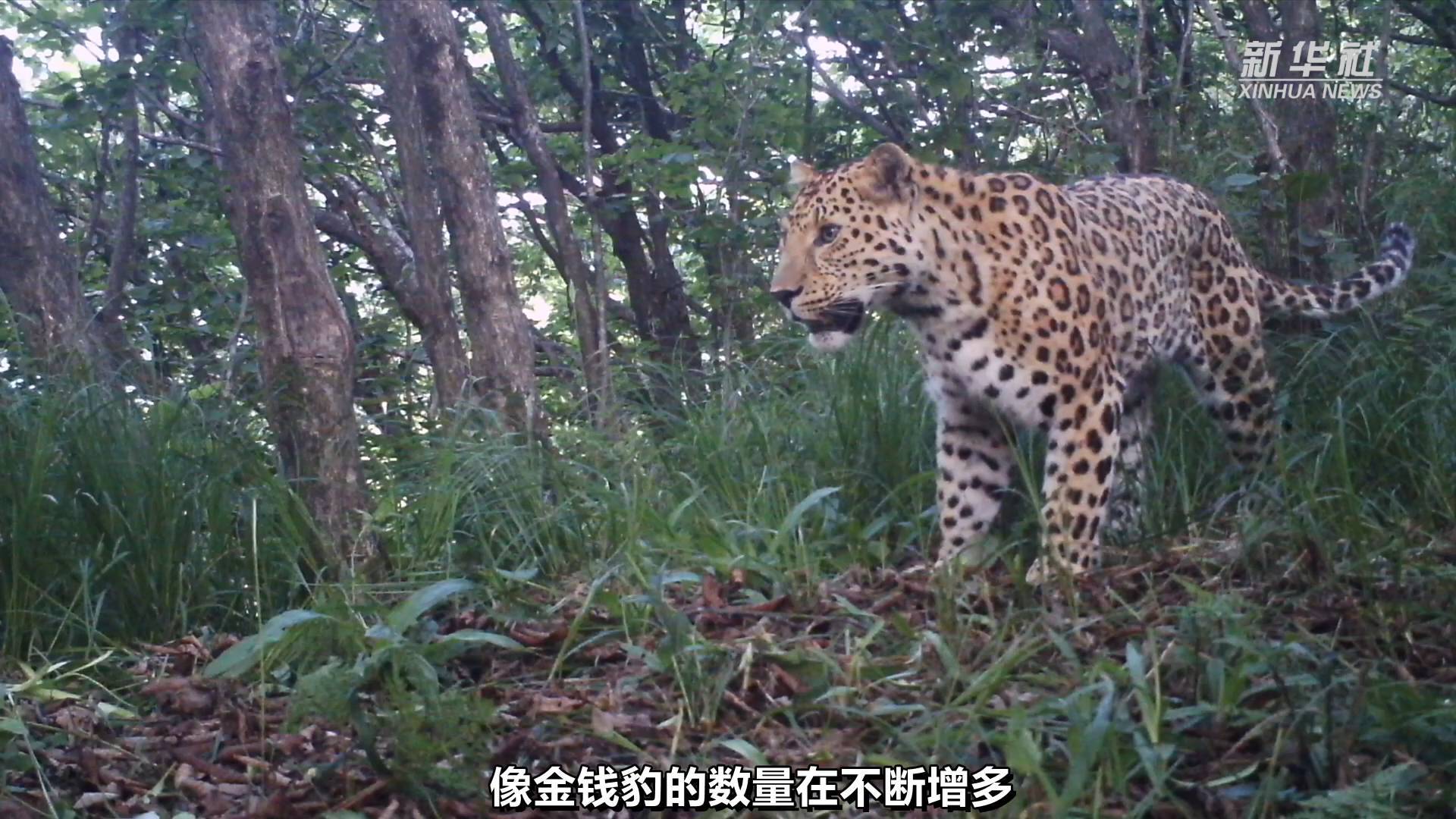 秦岭发现新物种，秦岭缺翅螳——探索未知之旅，自信引领梦想探索之路