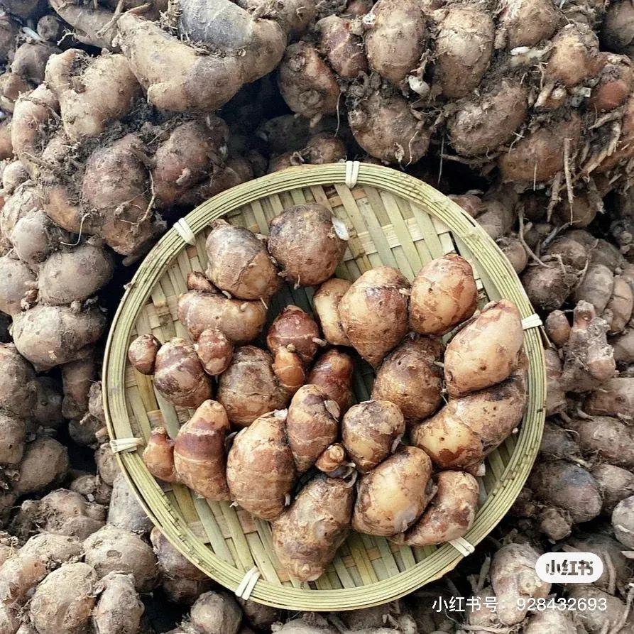被埋女孩最新动态，沙土下的冒险与友情之旅