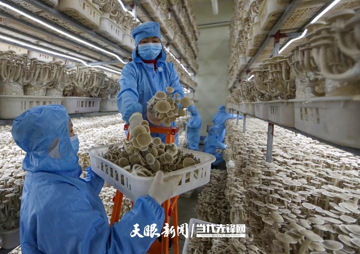 秀珍菇最新高产配方,秀珍菇最新高产配方论述
