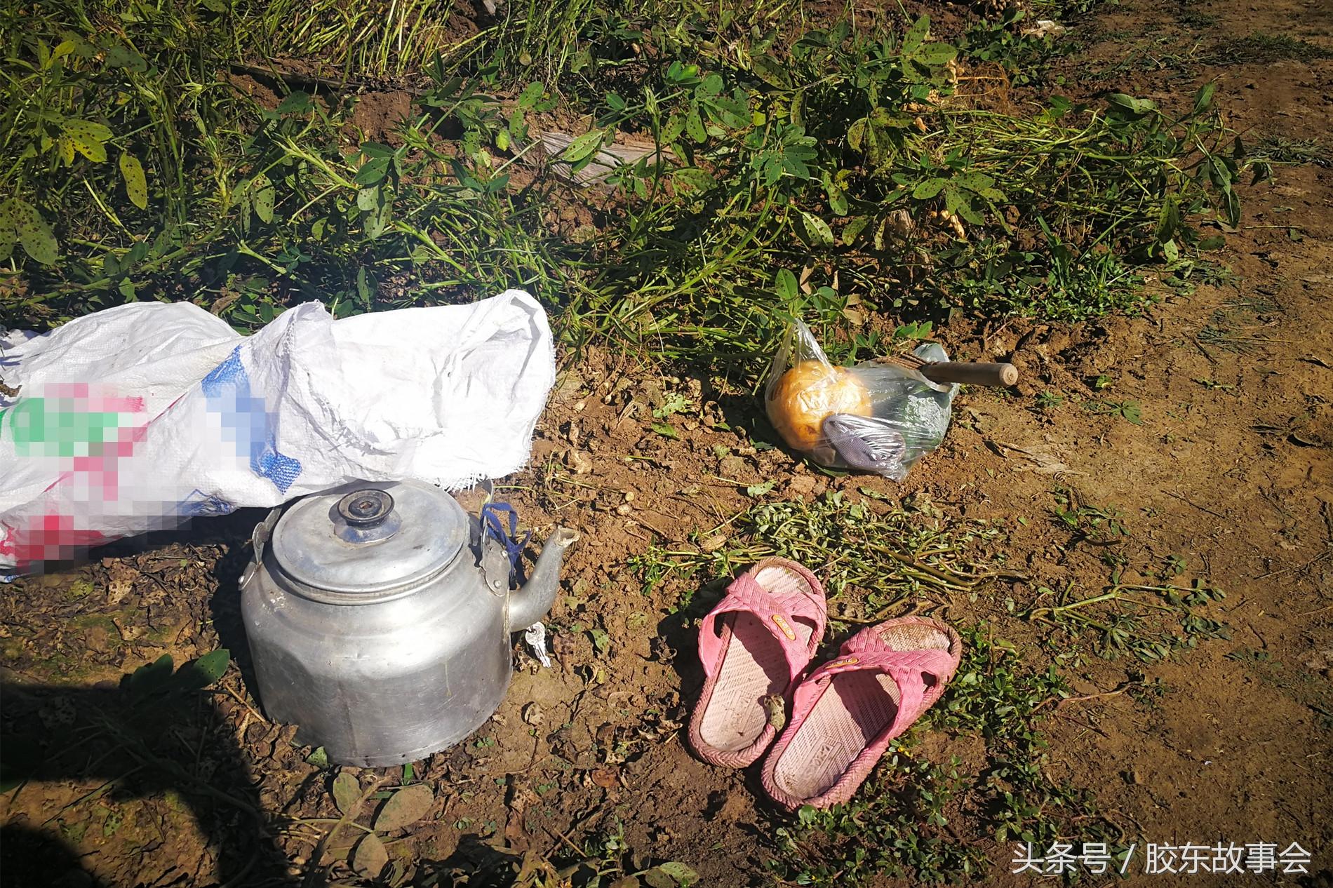 莱西土豆最新价格与市场走势，种植信息、采购指南全解析