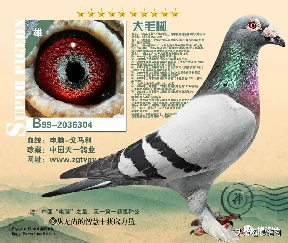 丰台信鸽最新科技引领赛事，新时代赛鸽的速度与激情体验