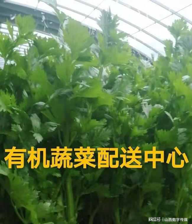 最新特色蔬菜品种引领绿色生活新潮流