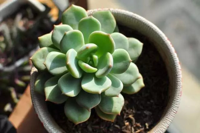 最新多肉植物，学习变化，展现自信成长的力量