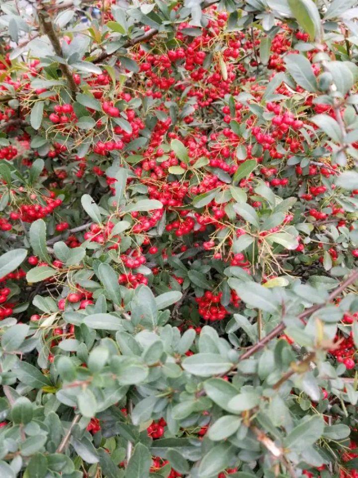 红果最新楼盘，自然美景探索之旅的优选住宅