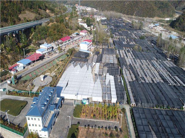 科技引领未来，香菇行情最新动态及价格掌握