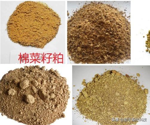 今日棉籽最新价格，科技重塑市场，开启新纪元新篇章