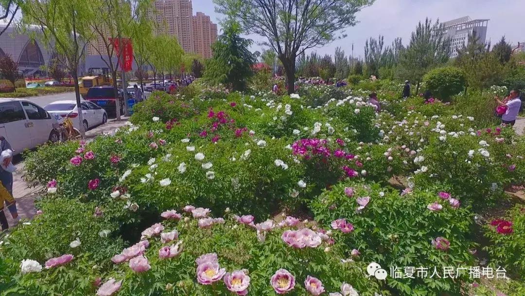 黑牡丹最新动态，传奇之花绽放的盛况