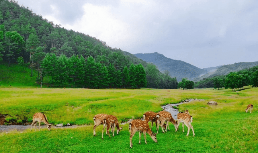 最新热门图文育儿，探索自然美景，寻找内心平和的育儿之旅