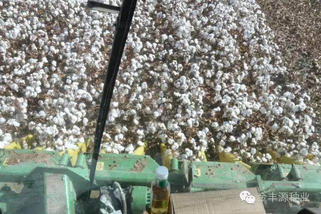 棉花籽最新价格动态及市场分析，洞悉商机与行业趋势