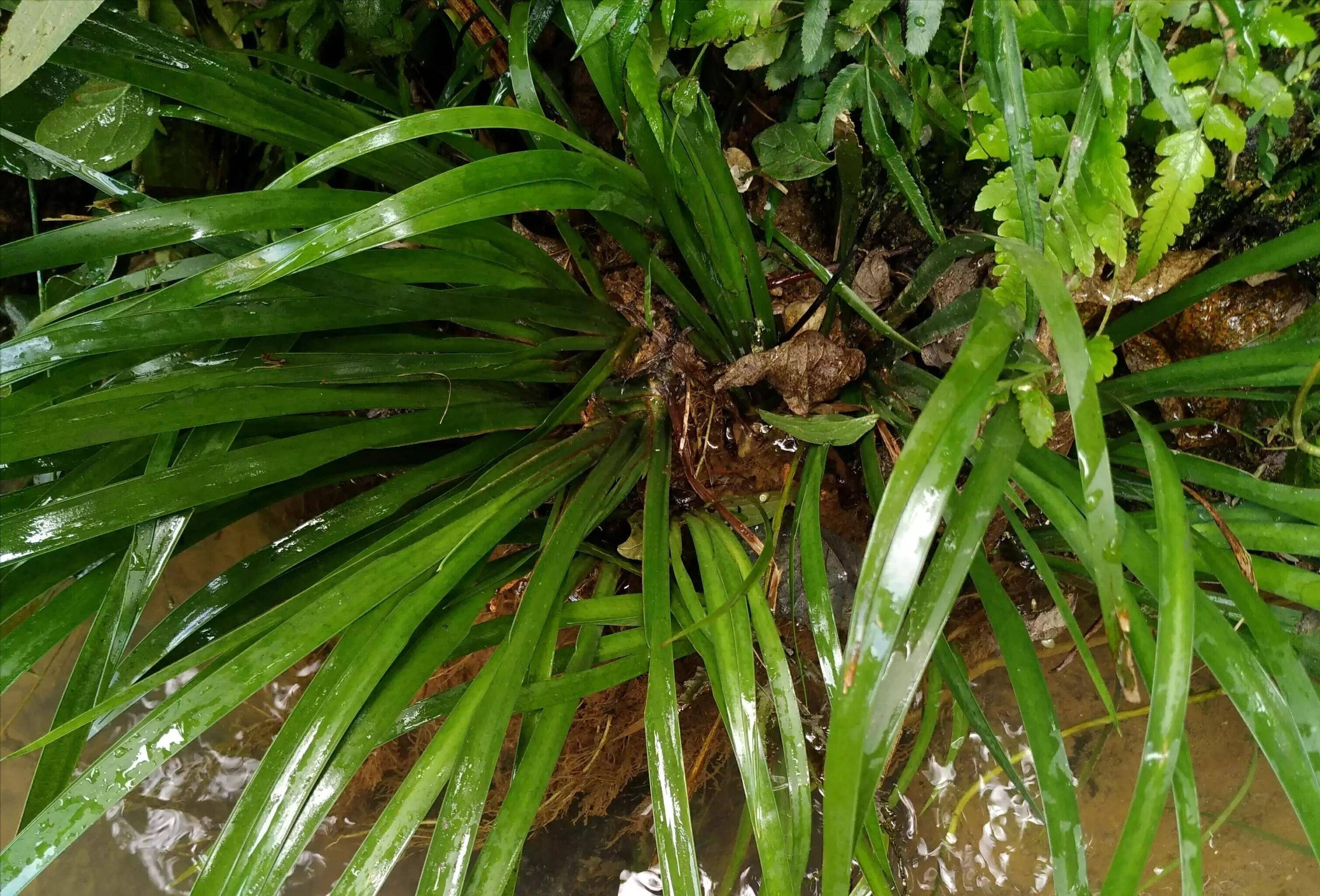 石菖蒲最新价格行情与一场自然美景的探寻之旅