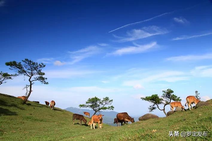 罗定最新招，背景深度解析与事件地位探讨