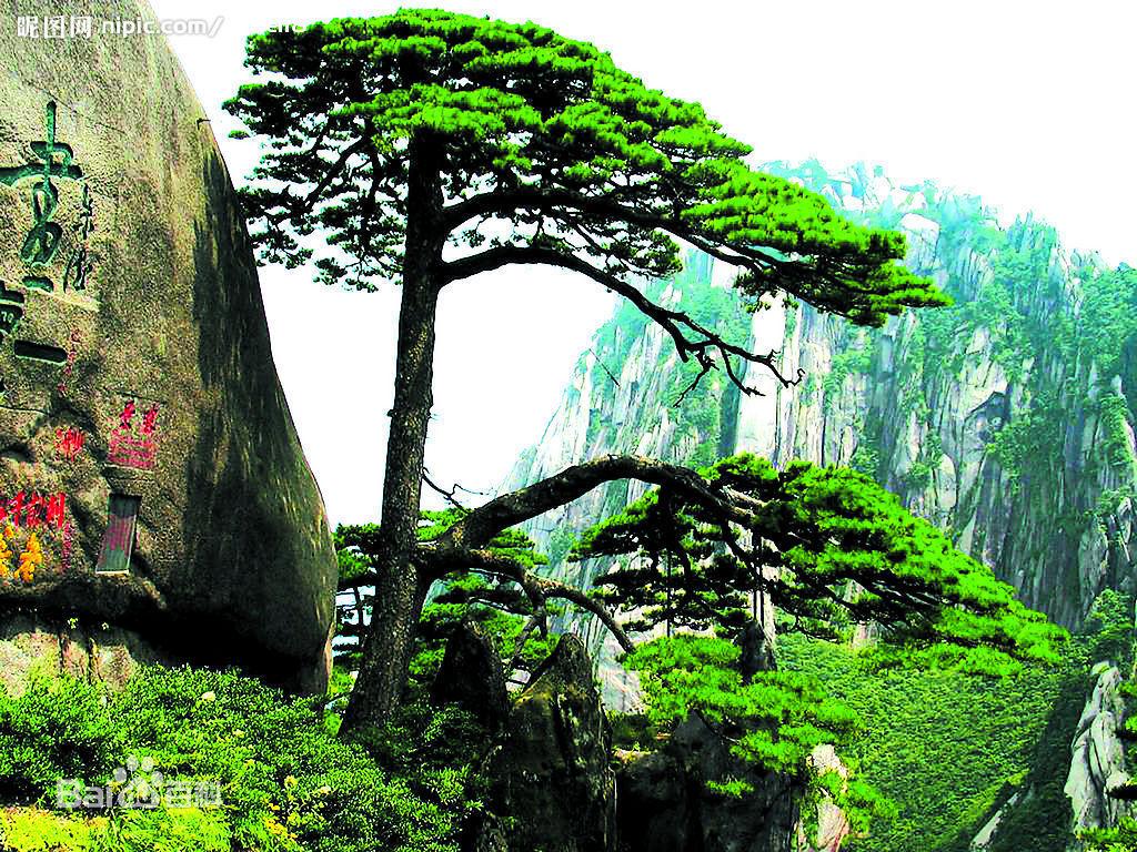 迎客松最新图片获取与欣赏指南，详细步骤带您一览美景