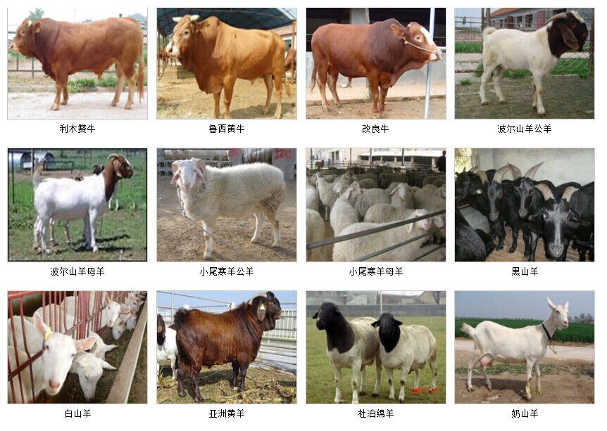 小牛犊最新价格探讨与分析