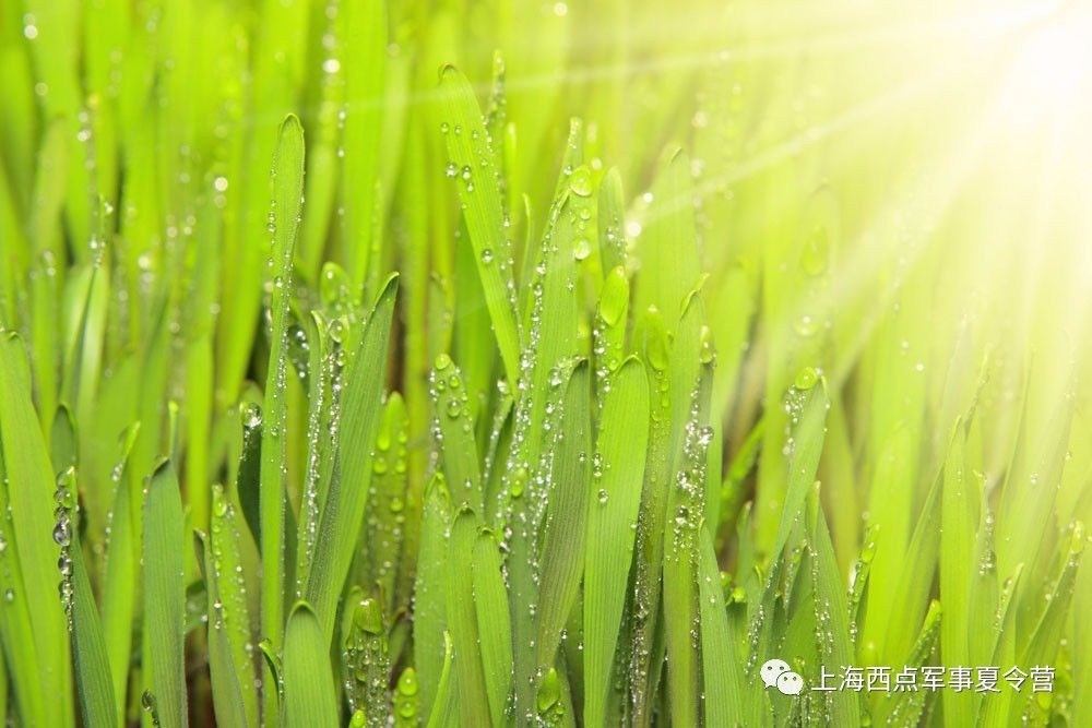 最新金银花，绿色之旅寻找内心平静之路
