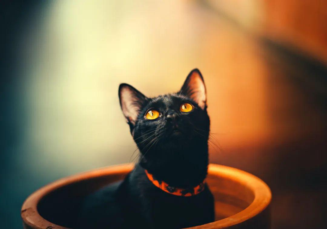 陕西黑猫最新动态，力量变革与自信成就的学习之路