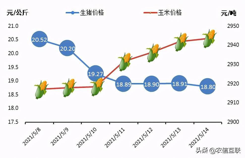最新猪价预测，背景、事件与地位深度解析