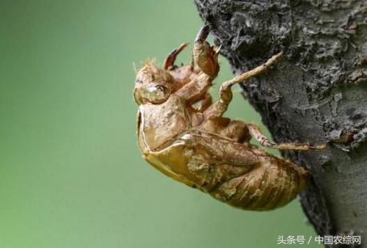 板蓝根最新价格动态及市场走势分析与预测