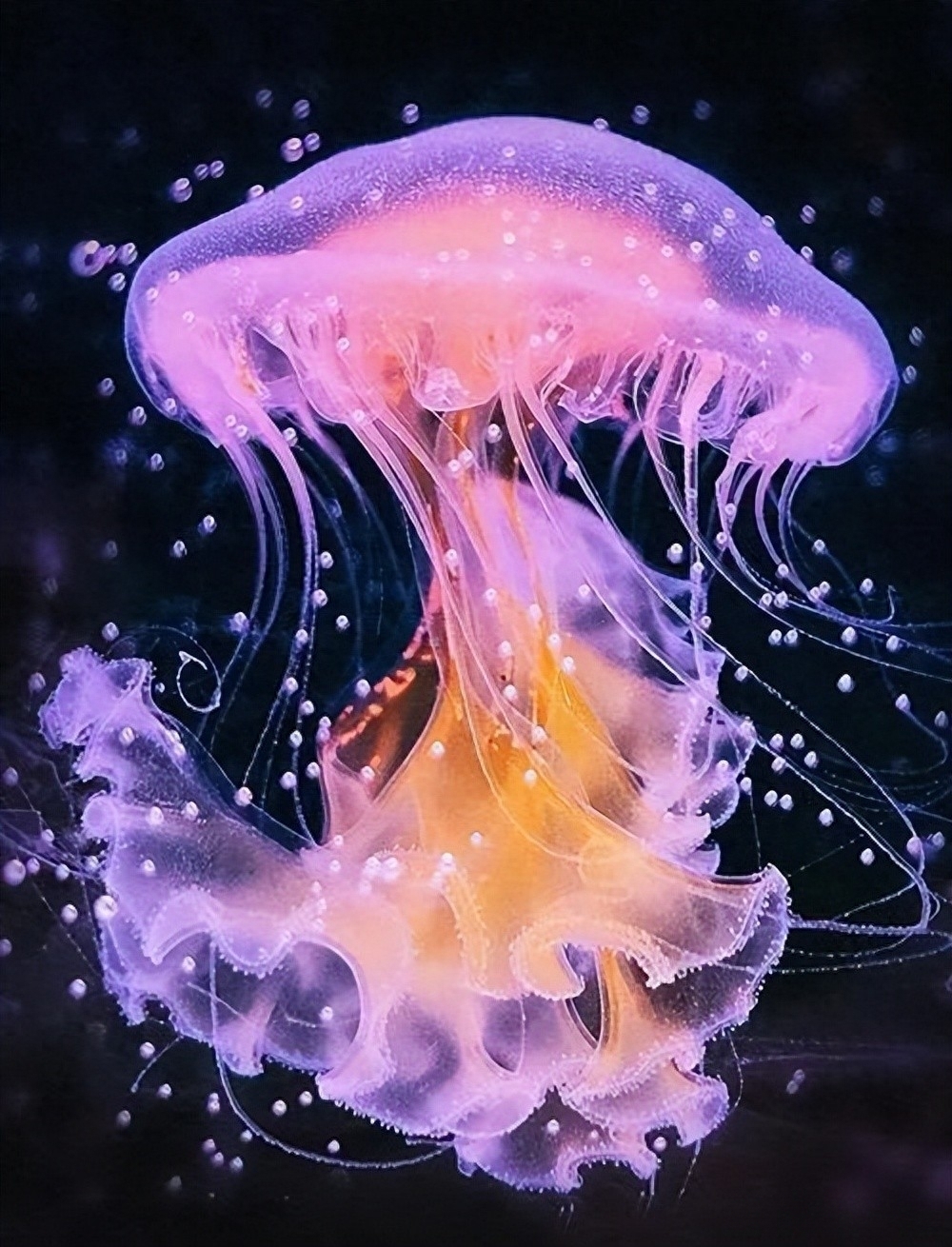 水母最新兴起及其影响，我的观点分析